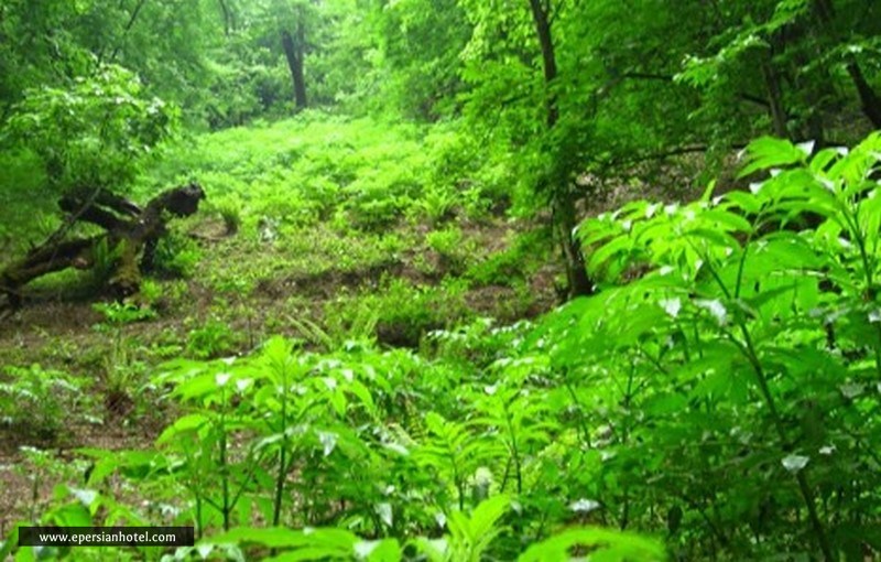 طبیعت جنگل جیغ مشهد